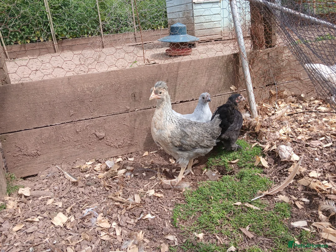 Chickens poultry for sale: Various young pullets - Advert 2