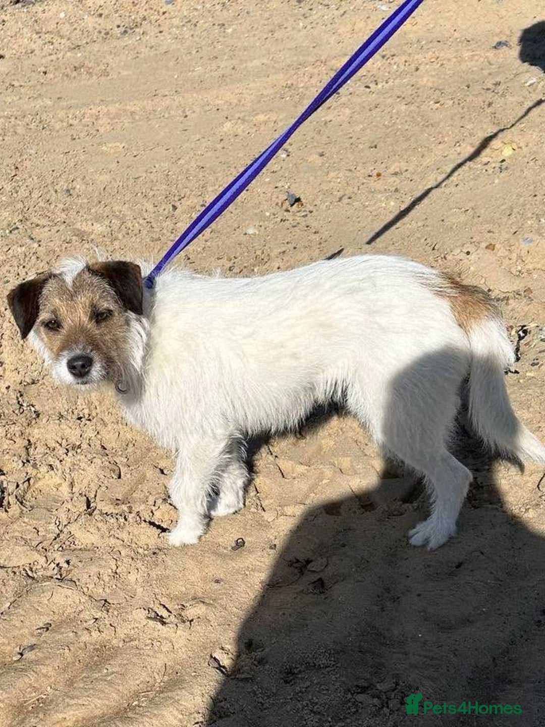 Mixed Breed dogs for adoption: Zori - Badersfield Norfolk  - Image 17
