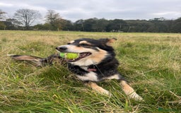 Border Collie dogs for sale: Female Border Collie - Image 6