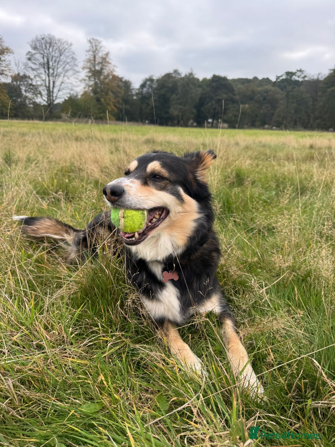 Border Collie dogs for sale: Female Border Collie - Image 6