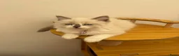 Ragdoll cats for sale: Beautiful Ragdoll cat - Advert 17