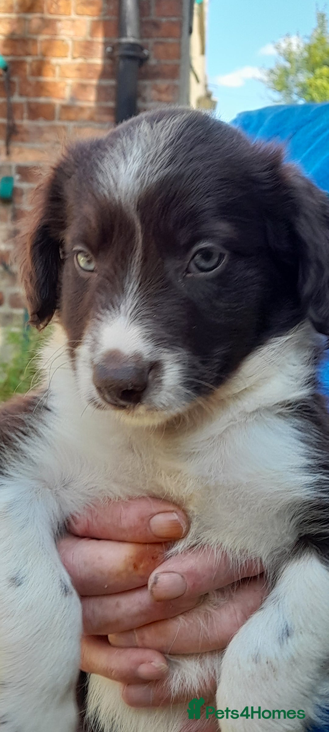 Sprollie dogs for sale: Border Collie x Springer Spaniel pups - Image 19