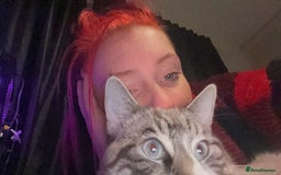 Ragdoll cats for sale: Milo & Smudge - Image 5