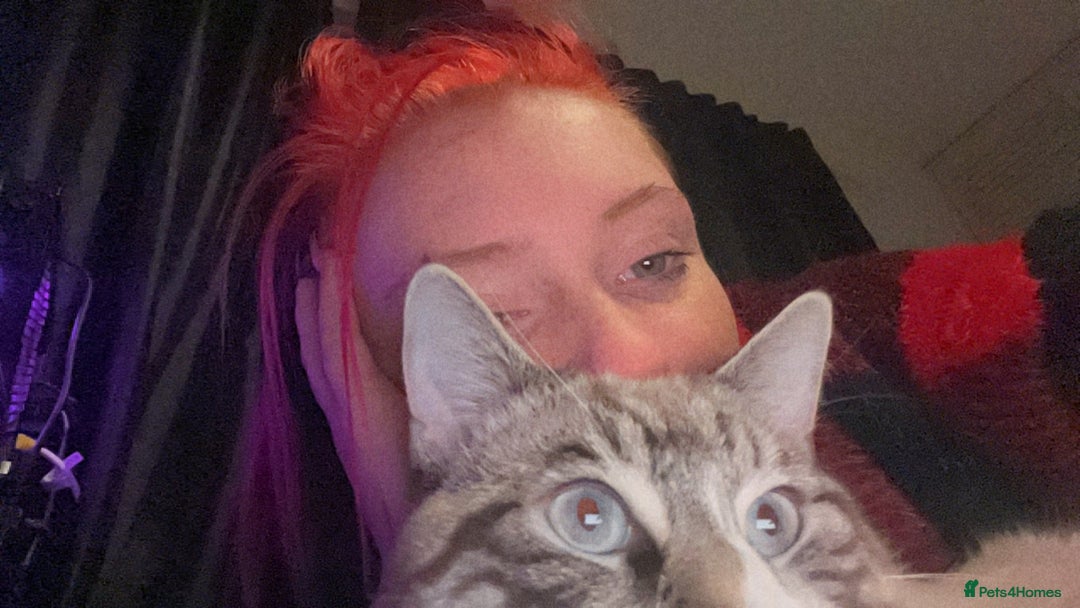 Ragdoll cats for sale: Milo & Smudge - Image 5