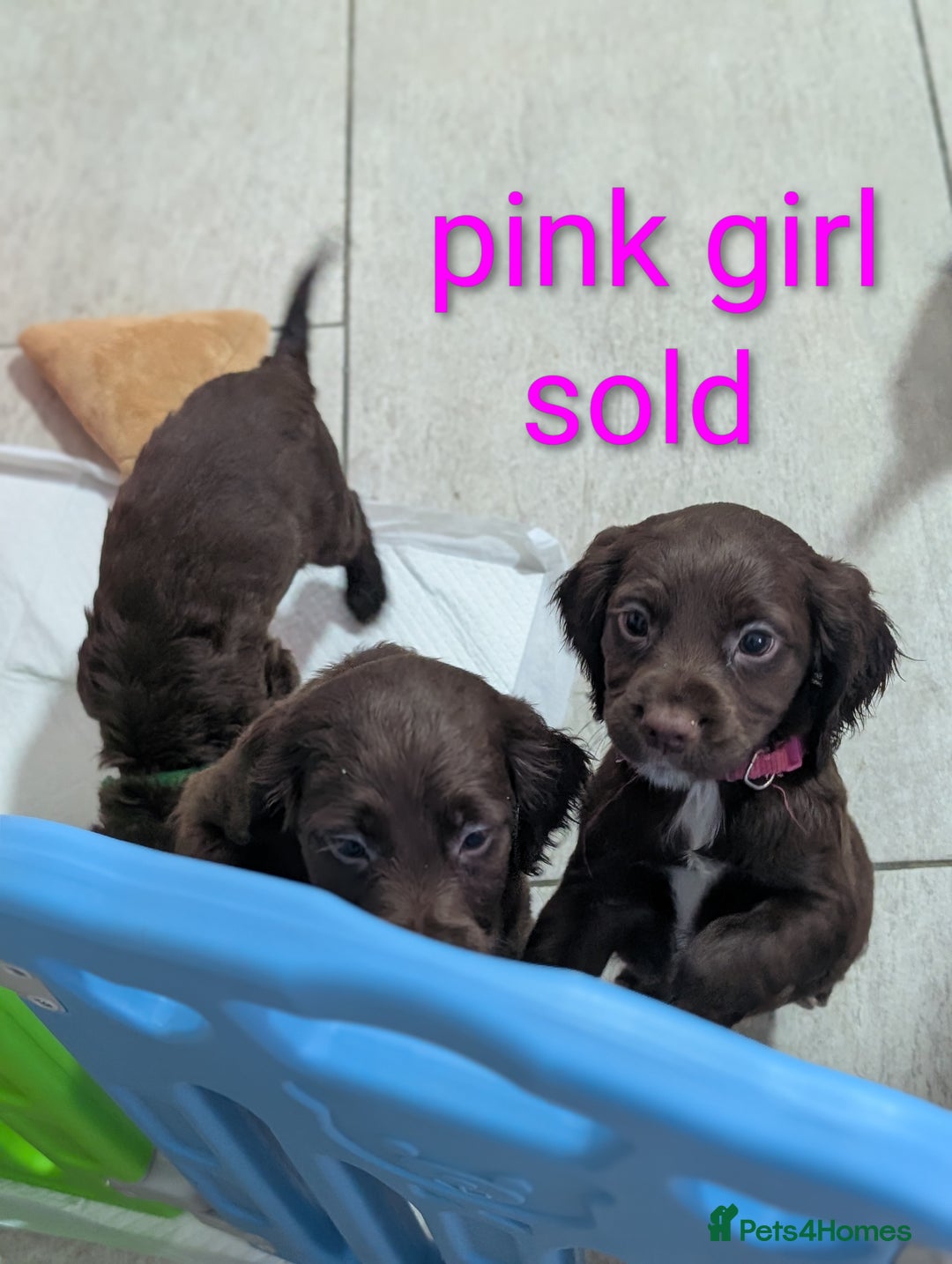 Cocker Spaniel dogs for sale: Working cocker puppies for sale  - Advert 7