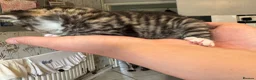 Mixed Breed cats for sale: 3 beautiful little kittens - Advert 14