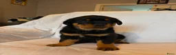 Rottweiler dogs for sale: 4 Beautiful Male Rottweiler Puppies  - Advert 13