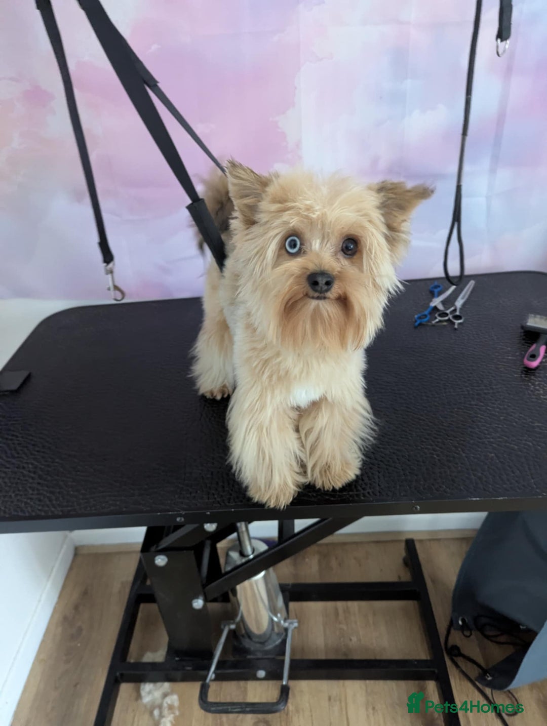 Yorkshire Terrier dogs for stud: Red Merle Yorkshire Terrier Stud - Image 4