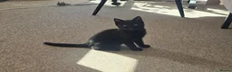 Mixed Breed cats for sale: A very cute black female kitten is for sale. in Bognor Regis - Advert 3