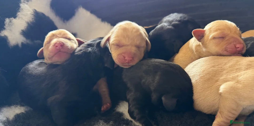 Labrador Retriever dogs for sale: Adorable Labrador puppies for sale in Ludlow - Advert 32