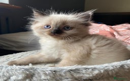 Ragdoll cats for sale: Beautiful chunky kittens ready to leave soon - Image 8