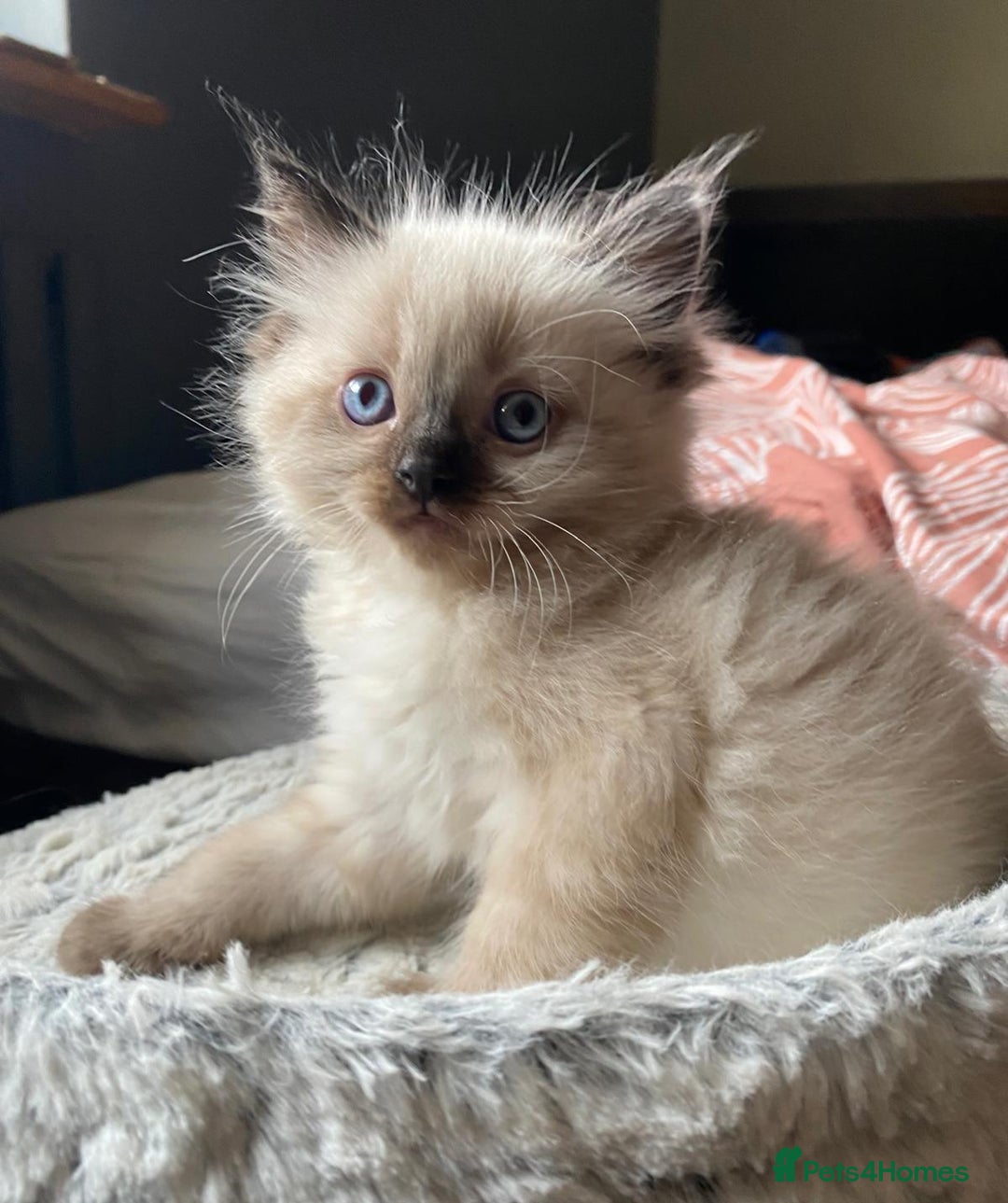 Ragdoll cats for sale: Beautiful chunky kittens ready to leave soon - Image 8