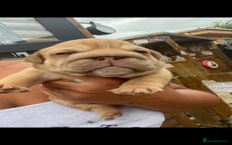 English Bulldog dogs for sale: KC REGISTERED ENGLISH BULLDOGS  - Image 27
