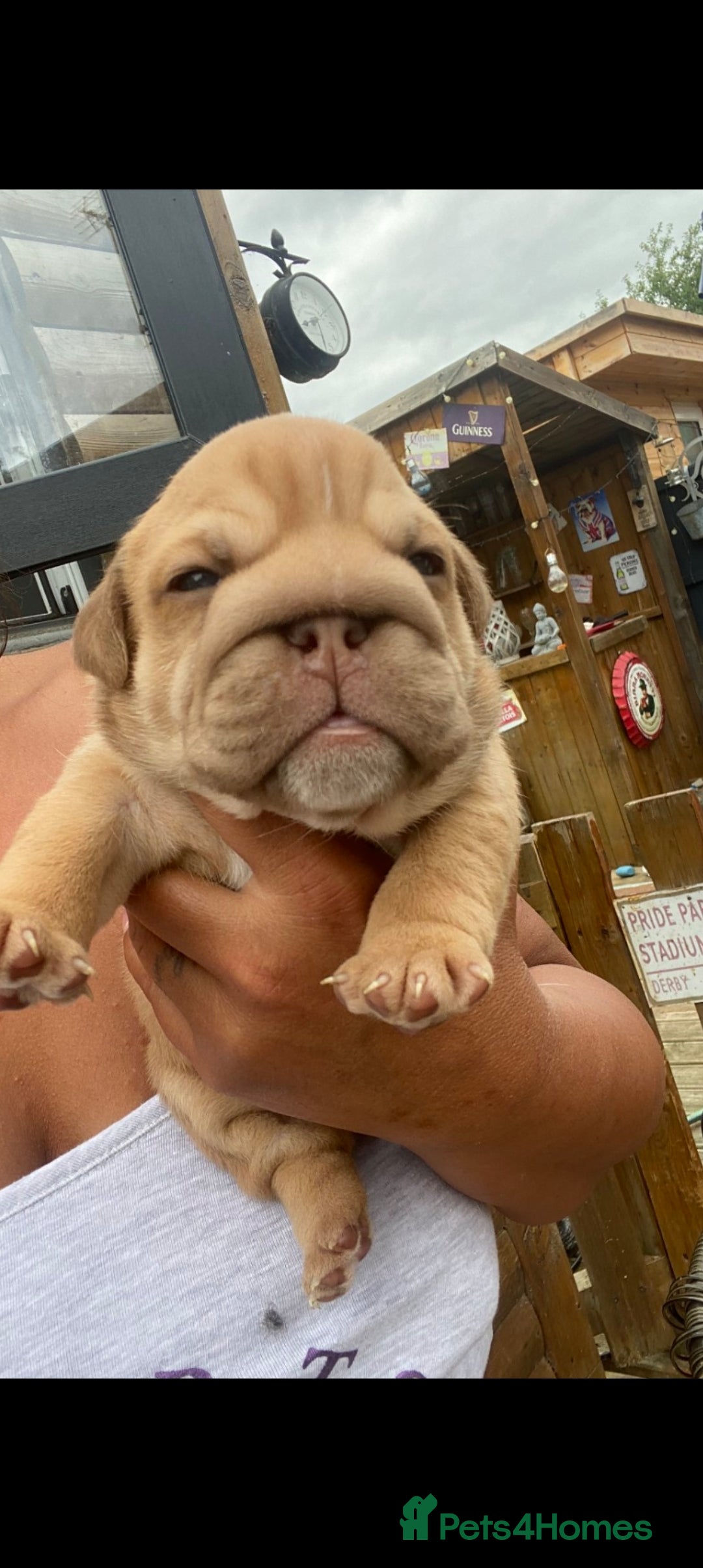 English Bulldog dogs for sale: KC REGISTERED ENGLISH BULLDOGS  - Image 27