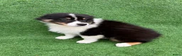 Australian Shepherd dogs for sale: Australian Shepherd Puppies  - Advert 18