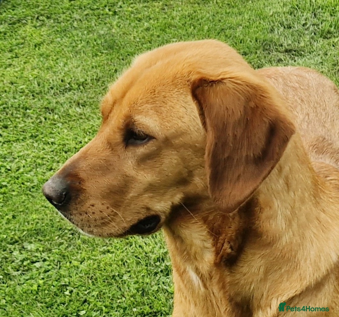 Labrador Retriever dogs for sale: 🐾RETIRED 4 YR OLD FOX RED LABRADOR BITCH 🐾 - Image 7