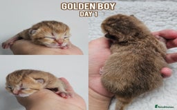 British Shorthair cats for sale: Golden British shorthairs - Reserve now! - Image 2