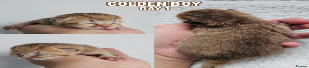 Golden boy