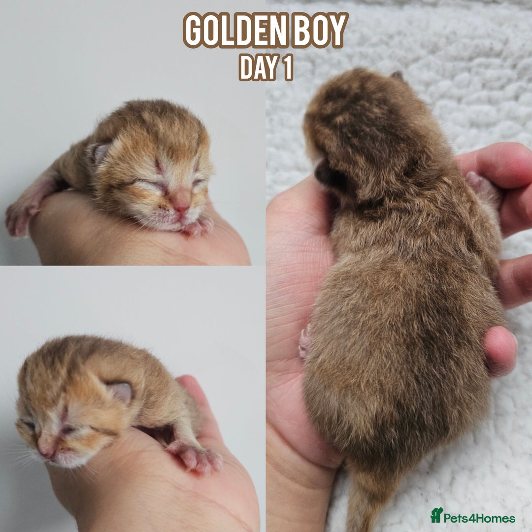 British Shorthair cats for sale: Golden British shorthairs - Reserve now! - Image 2