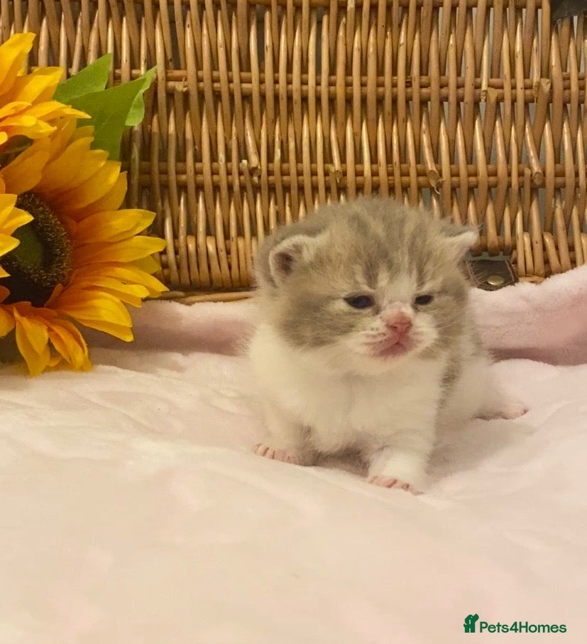 Scottish Fold cats 🧸EXTREMELY RARE TICA FAWN SCOTTISH/BSH 😻🧸 - Advert 17