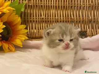 Scottish Fold cats 🧸EXTREMELY RARE TICA FAWN SCOTTISH/BSH 😻🧸 - Advert 17