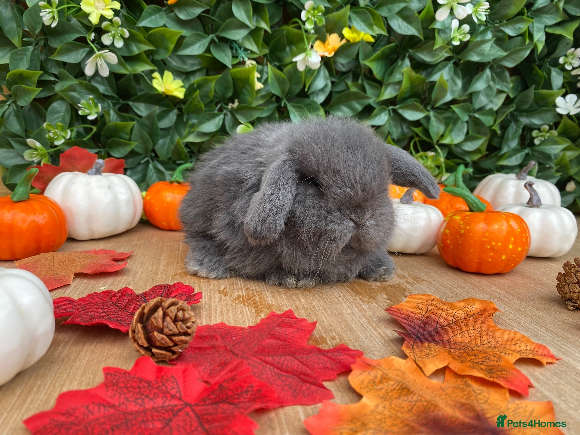 Mini Lop rabbits Mini lops Est since 2014  💙💙 - Advert 1