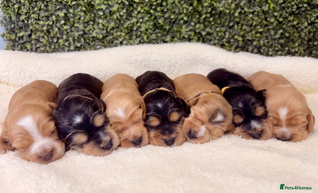 Cocker Spaniel dogs for sale: 🧡🧡 KC REG Show Cocker Spaniel Puppies For Sale - Advert 14