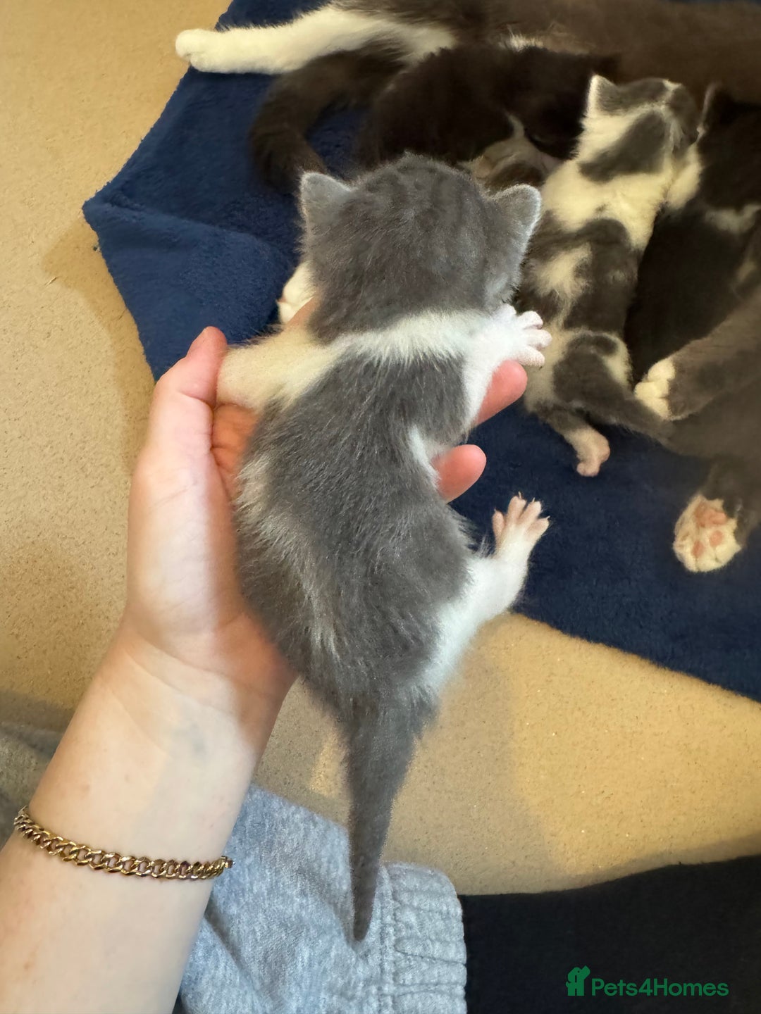 Mixed Breed cats for sale: mother is half Persian and dad domestic  - Advert 5