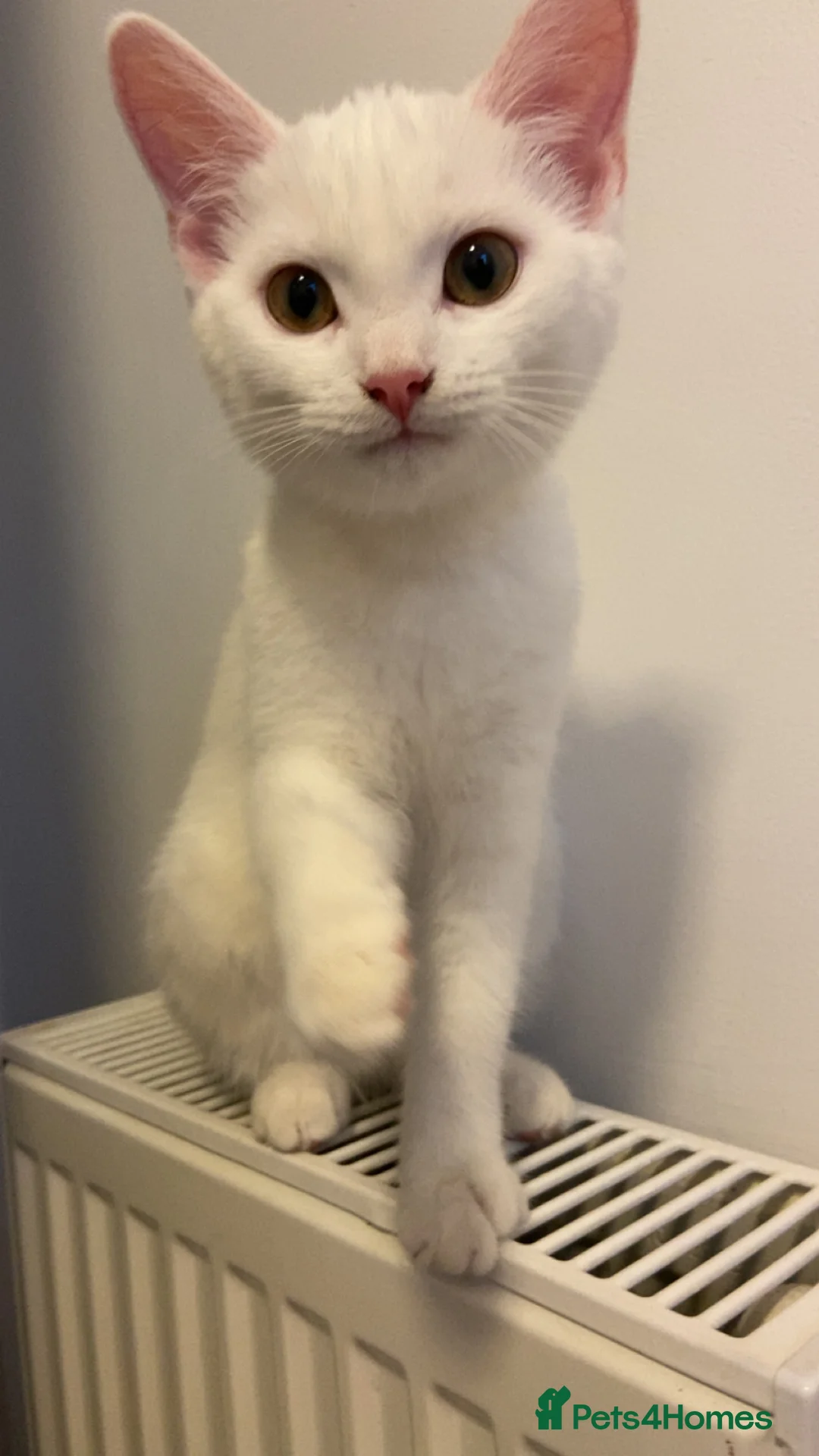 Mixed Breed cats for sale: 4 month old female kitten - Advert 2
