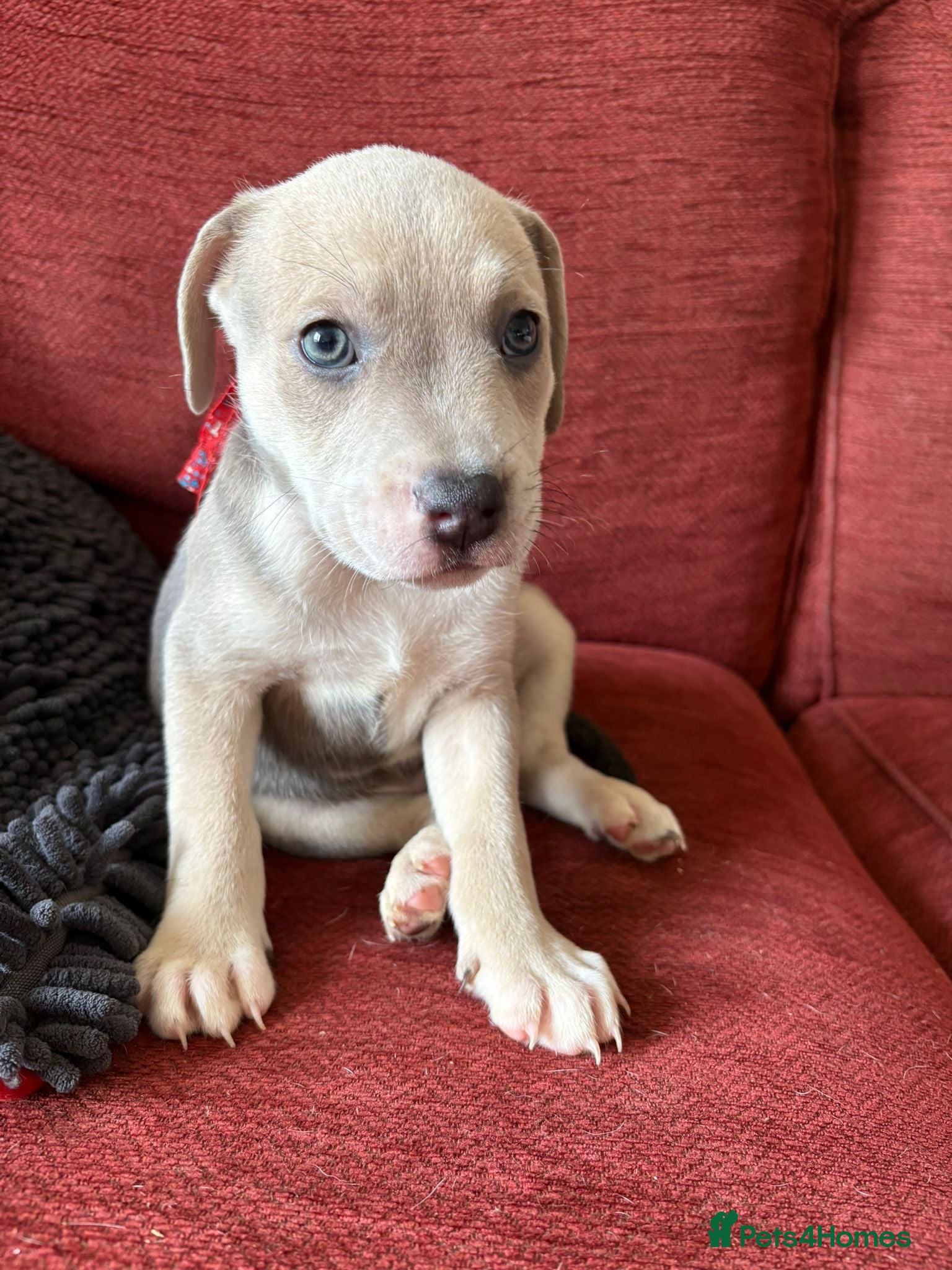 Staffordshire Bull Terrier dogs Prince  - Advert 2