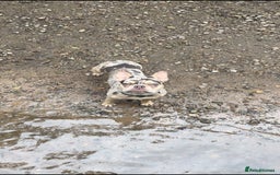 French Bulldog dogs for sale: 10 month old french bulldog female - Image 5