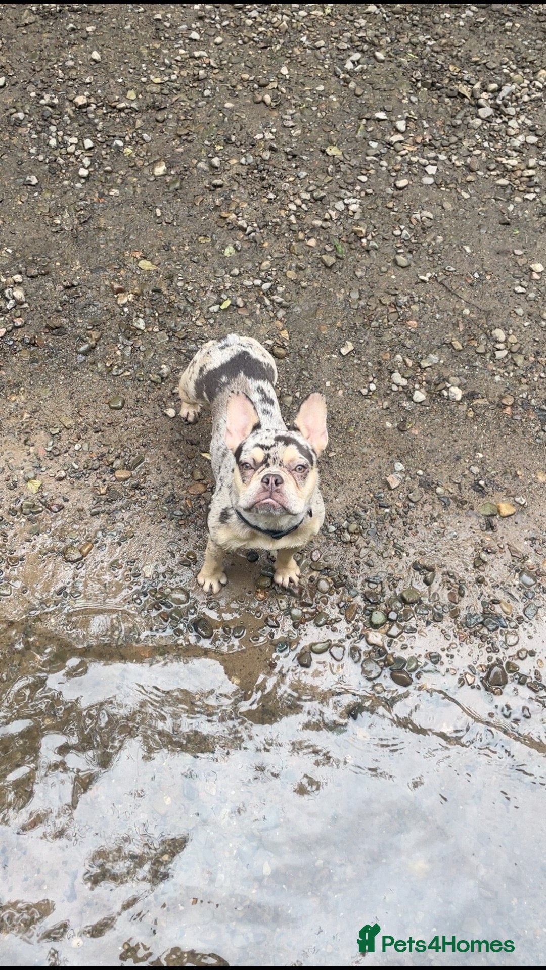 French Bulldog dogs for sale: 10 month old french bulldog female - Image 5
