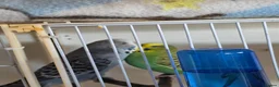 Budgerigars birds for sale: Bonded budgies in Falmouth - Advert 2