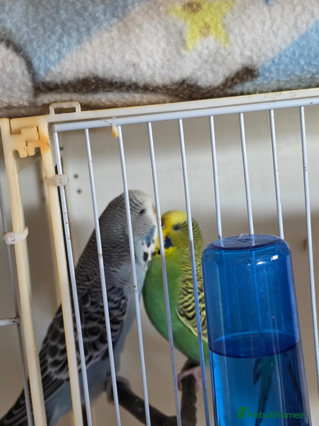 Budgerigars birds for sale: Bonded budgies in Falmouth - Advert 2