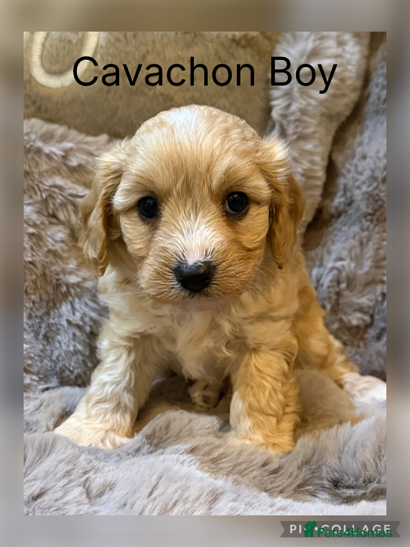 Cavachon dogs Gorgeous  Cavachon Boy  - Advert 1