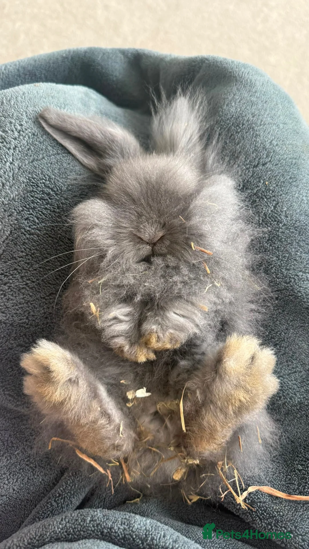 Mini Lion Lop rabbits for sale: Mini lion lop rabbit in Warrington - Advert 1