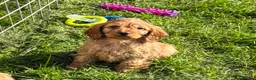 Cockapoo dogs for sale: Adorable F1 Cockapoo Puppies - Advert 3