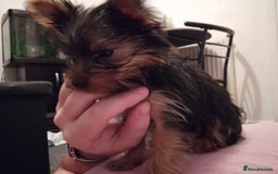 Yorkshire Terrier dogs for sale: Yorkie puppies  - Image 6