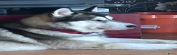 Alaskan Malamute dogs for stud: Two kc registered Male Alaskan malamutes for stud - Advert 5