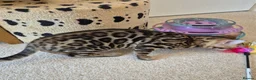 Bengal cats for sale: Stunning Pedigree Bengal Kittens - Advert 14