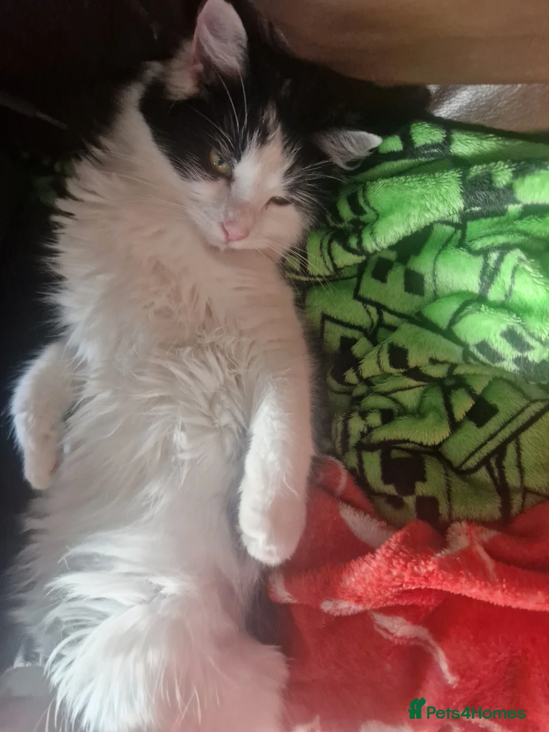 Mixed Breed cats for sale: Smudge- fluffy loving cat - Advert 2