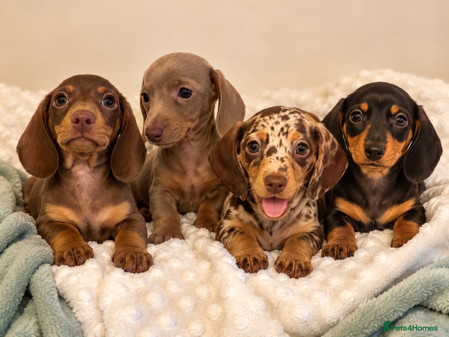 Miniature Dachshund dogs 🐾exceptional KC REGISTERED PRA clear ready now  - Advert 1