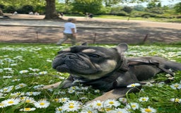 French Bulldog dogs for sale: Looking for a Loving Home for Stitch  - Image 5