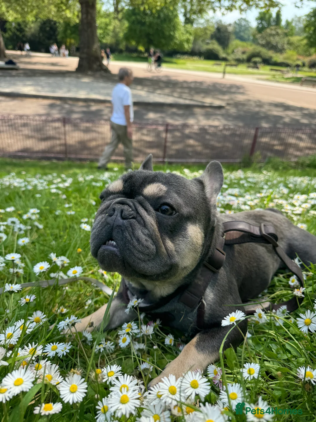 French Bulldog dogs for sale: Looking for a Loving Home for Stitch  - Advert 5
