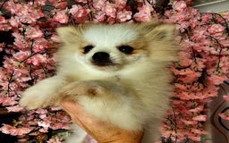 Pomeranian dogs for sale: POMERANIAN Puppies  - Image 2
