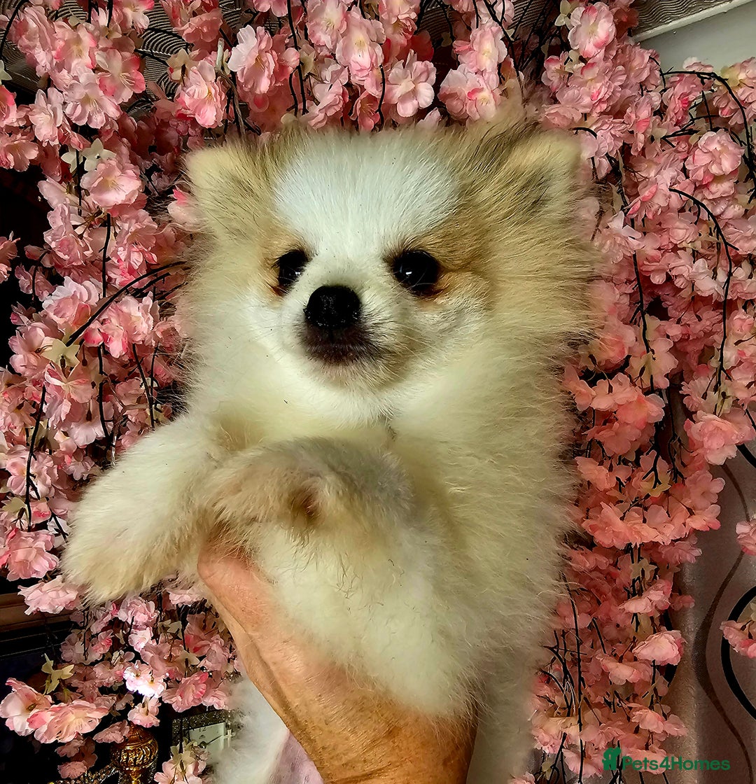 Pomeranian dogs for sale: POMERANIAN Puppies  - Image 2