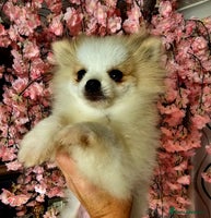 Pomeranian dogs - Advert 15