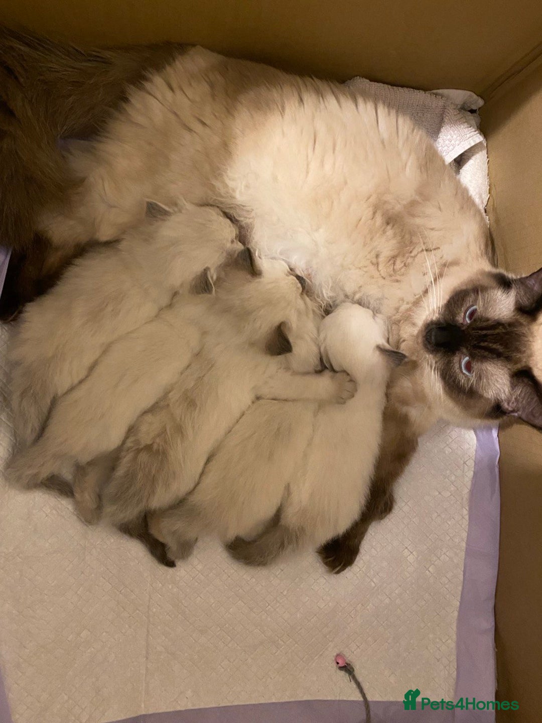 Ragdoll cats for sale: beautiful Ragdoll Cats looking for lovely families - Image 19