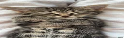 Mixed Breed cats for sale: Ragdoll x Maine Coon Kittens - Advert 10