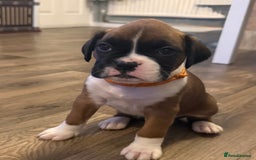 Boxer dogs for sale: Boxer Puppies  - Advert 7